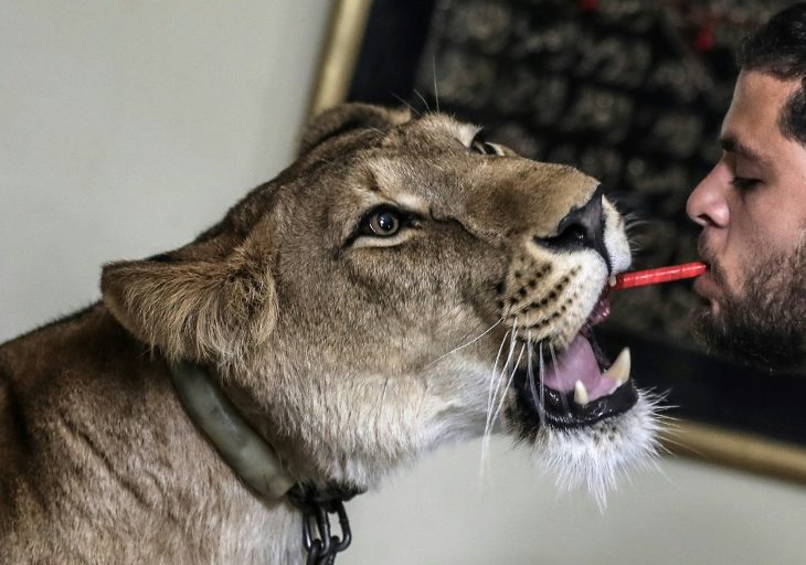 Domadores de leones ofrecen espectáculos desde su casa (+Fotos)