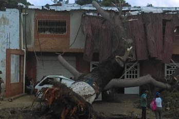 Por caída de árbol en Guaiparo vecinos piden inspección en la zona
