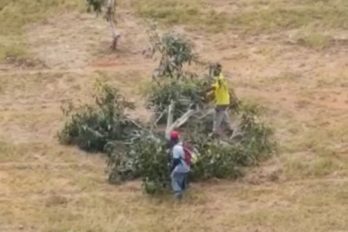 Reemplazarán con araguaneyes árboles talados en Las Américas