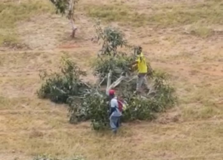 Reemplazarán con araguaneyes árboles talados en Las Américas