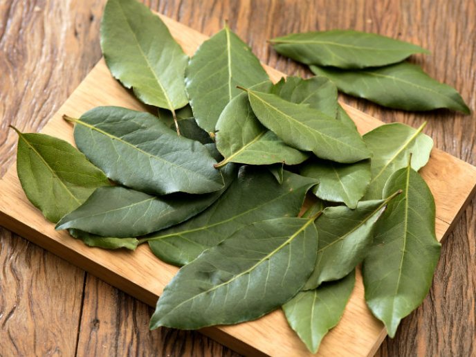 Beneficiosas hojas de laurel para la salud