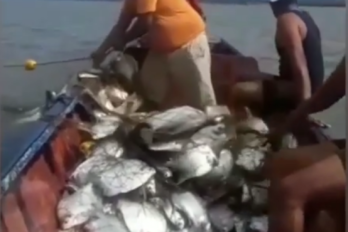 "Bendición de Carnaval": Reportan atípica pesca de palometa en el río Orinoco