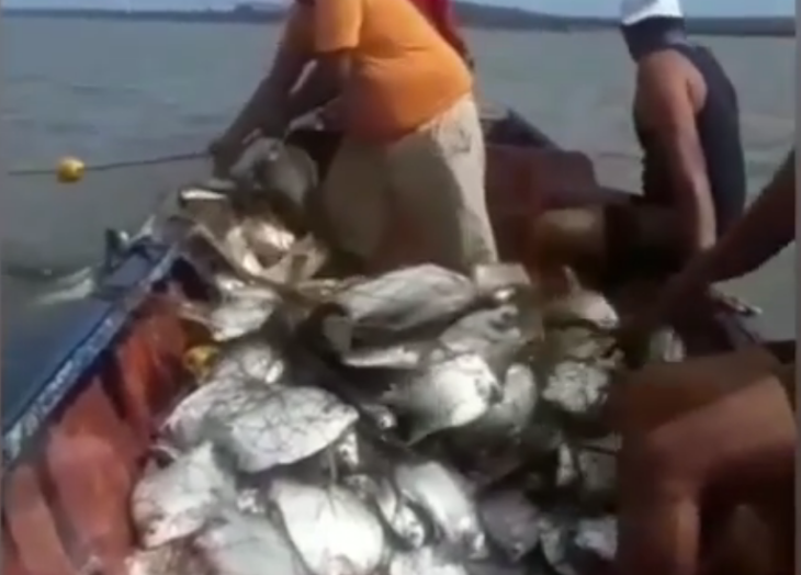 "Bendición de Carnaval": Reportan atípica pesca de palometa en el río Orinoco