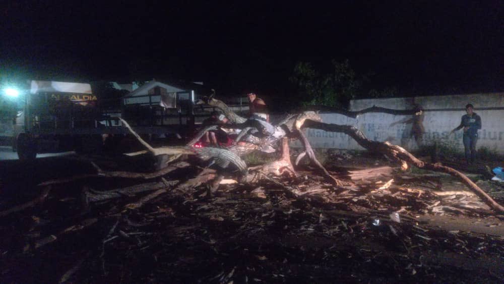 Remueven árbol caído en la Av. Andrés Bello en Ciudad Bolívar - Vimarsana News