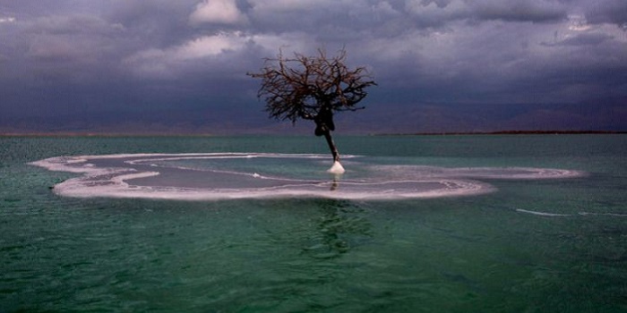 árbol en el mar muerto