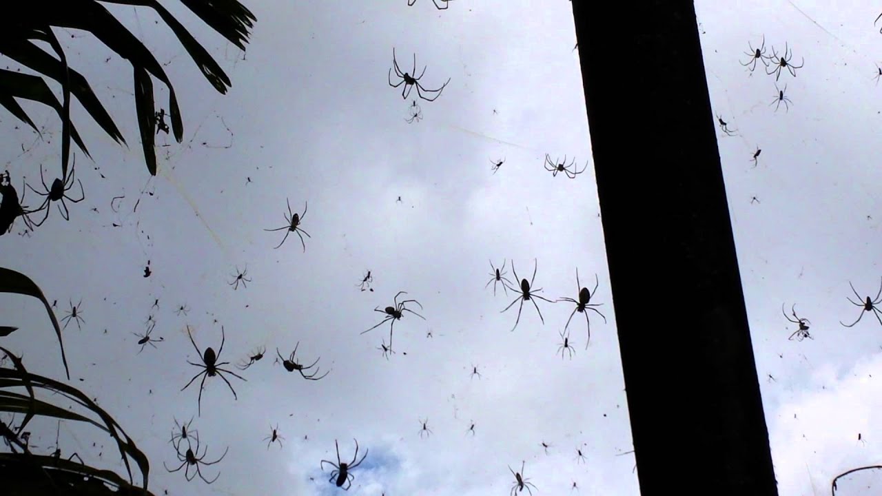 Spider rain. Нашествие пауков на Бали. Дождь из пауков. Осадки из пауков. Паук в воздухе.