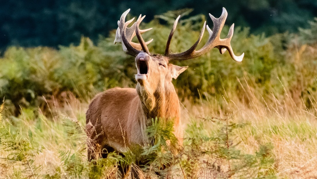 Deer strikes hunter with serious eye injury (+ Video)