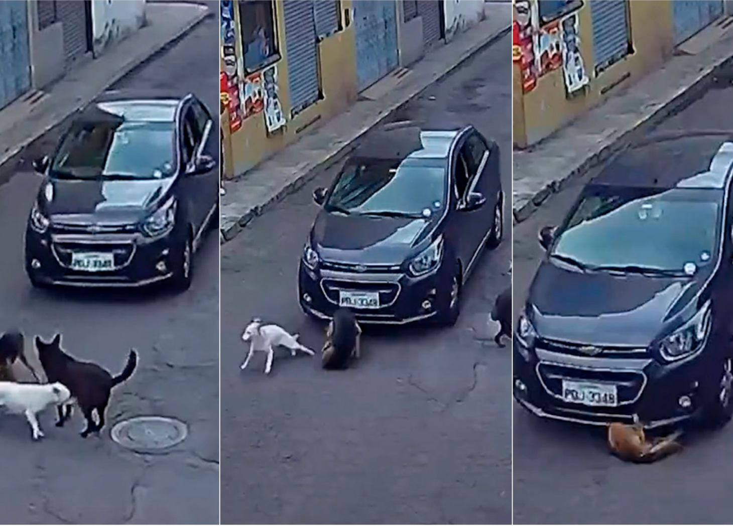 ¿Multa O Cárcel?  Consecuencias Legales Por Atropellar Un Animal. - j52rjuu