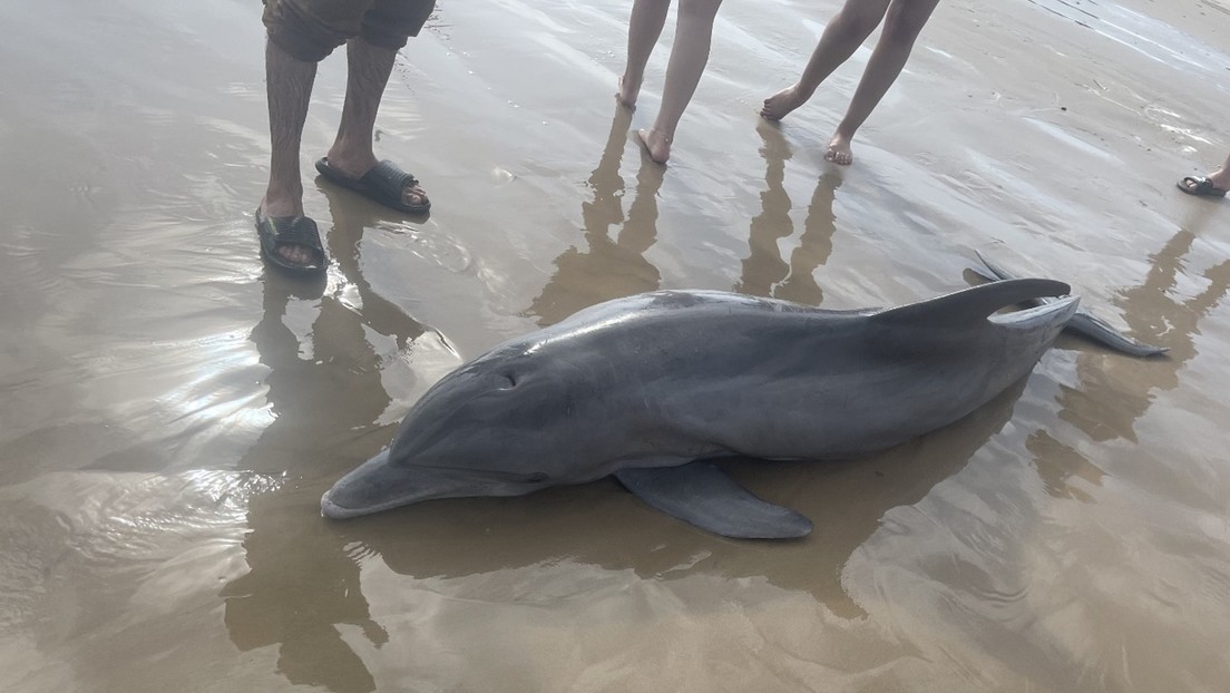 Upon reaching the shore the dolphin died and the bathers lifted the children up and mistreated him