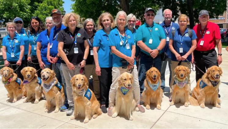 Eight Golden Retriever arrived in Wolverhampton to recover