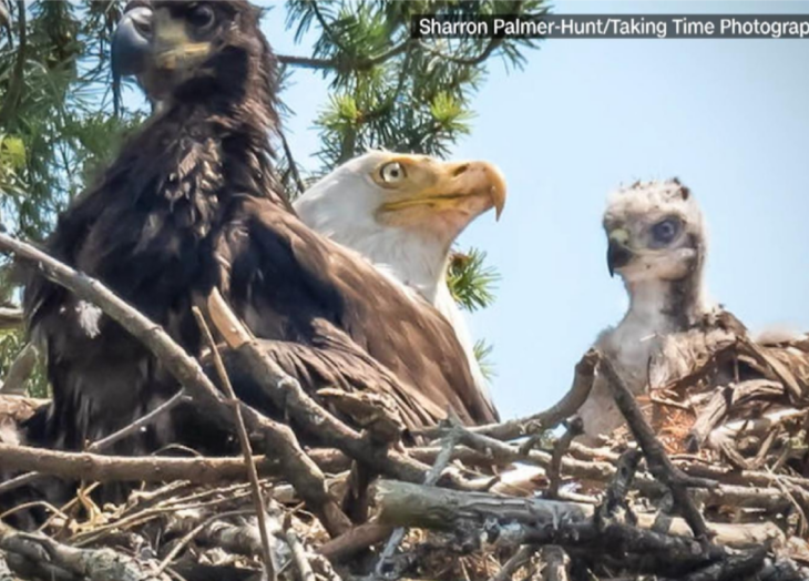 Familia de águilas adopta a un halcón bebé