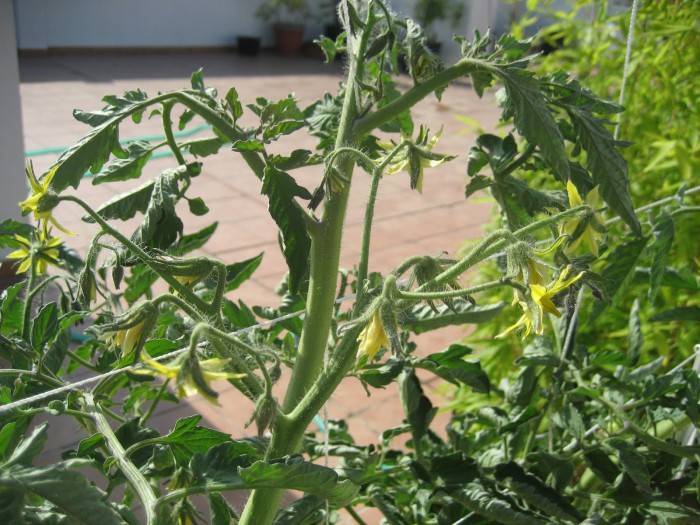 What is tomato leaf used for?