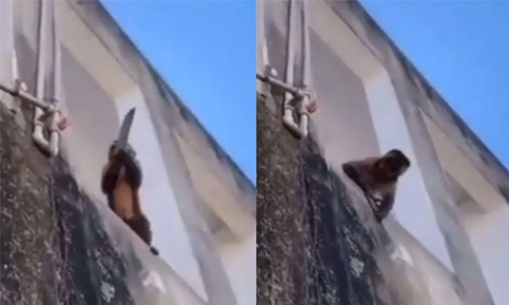 Monkey armed with knife caught for breaking into homes and stealing (+ video)