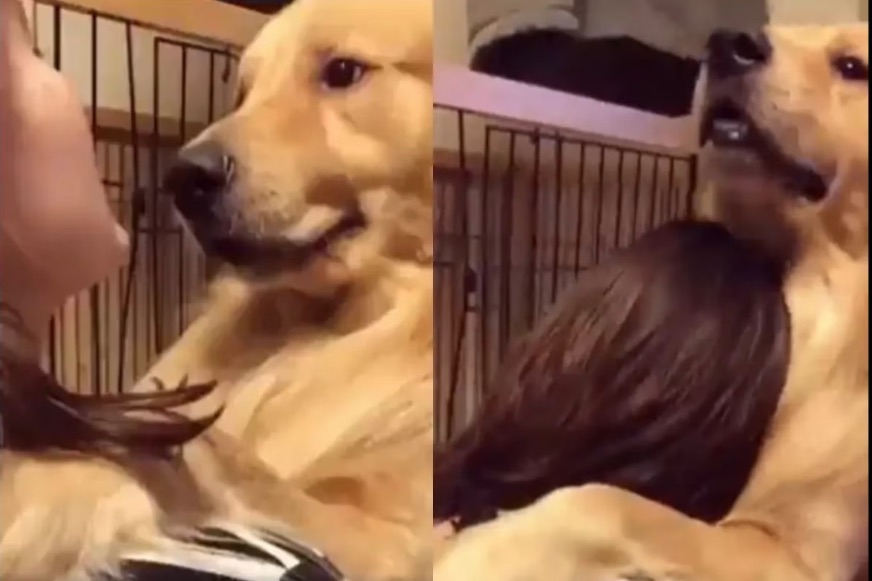 This is how this puppy reacted when he found out he was adopted (+ video)