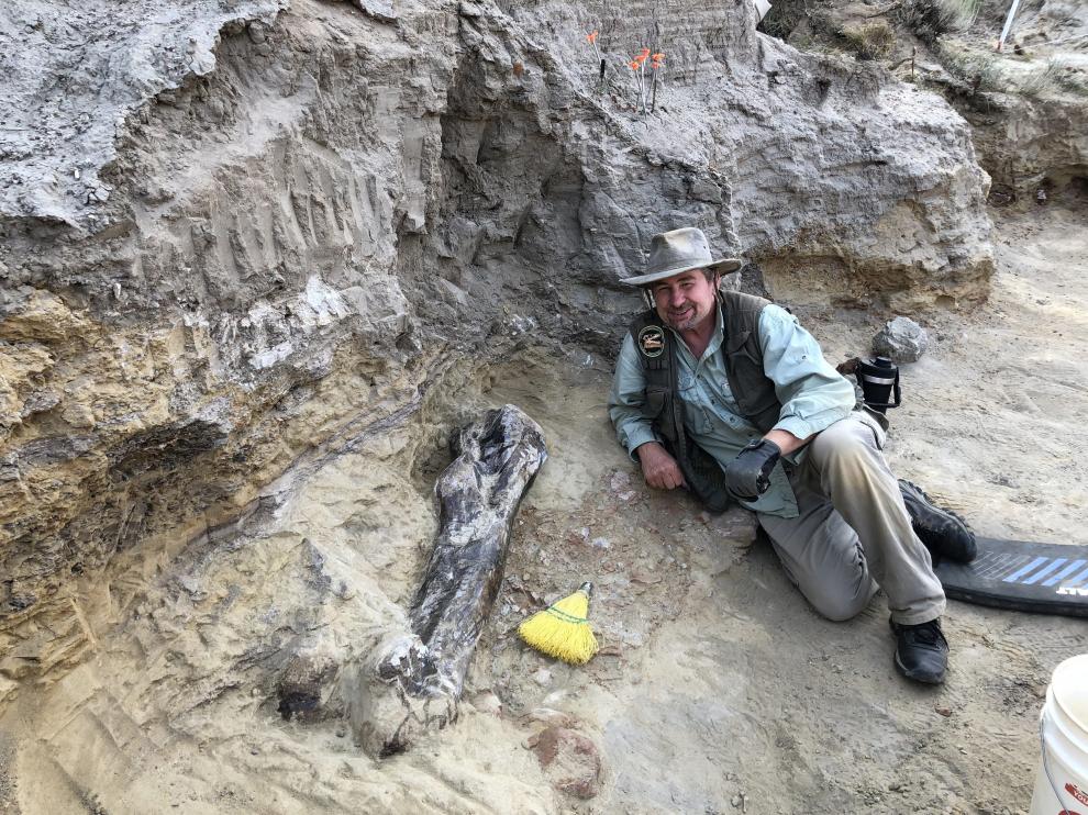 A museum in Tampa displays the largest known triceratops