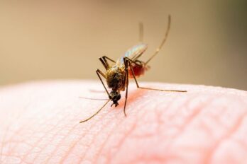 malaria