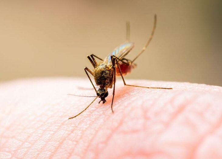 malaria