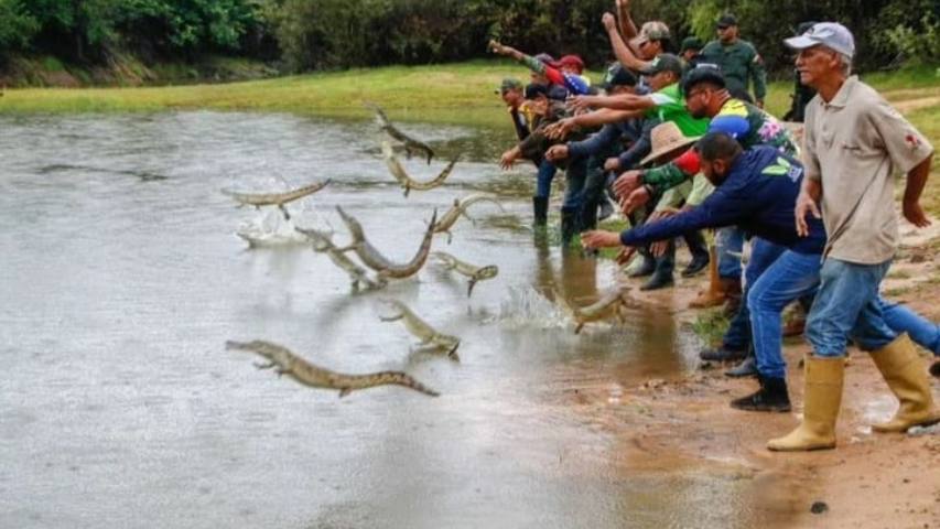 Caimanes En Rio liberacion-de-caimanes.jpg