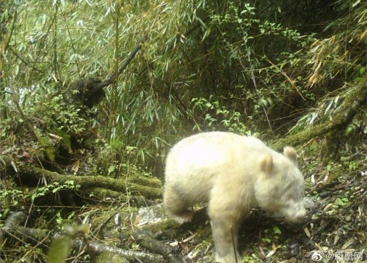 panda albino