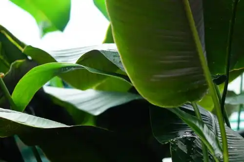 Banana leaves help strengthen defenses and lose weight
