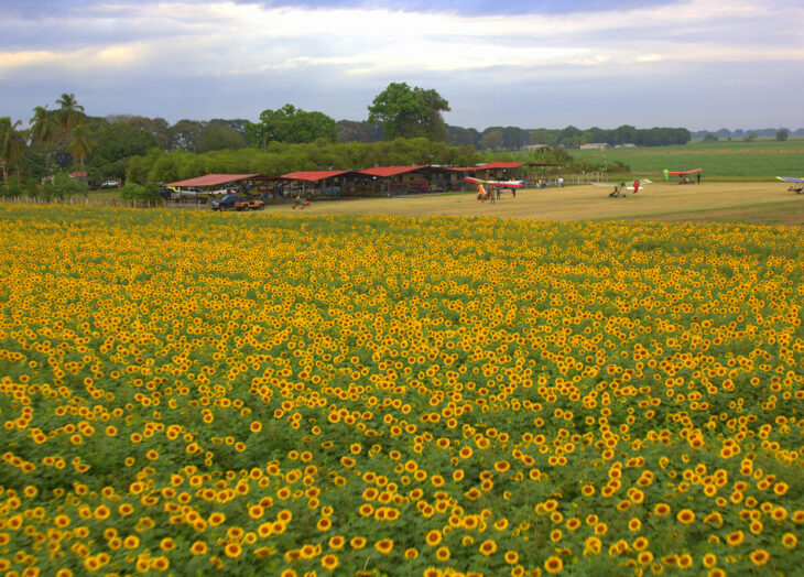 girasol