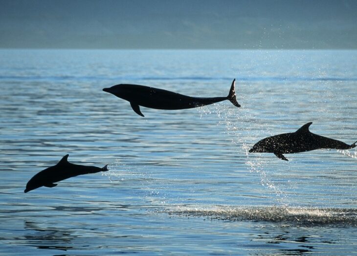 delfines