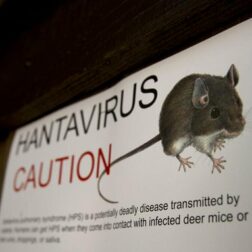 hantavirus