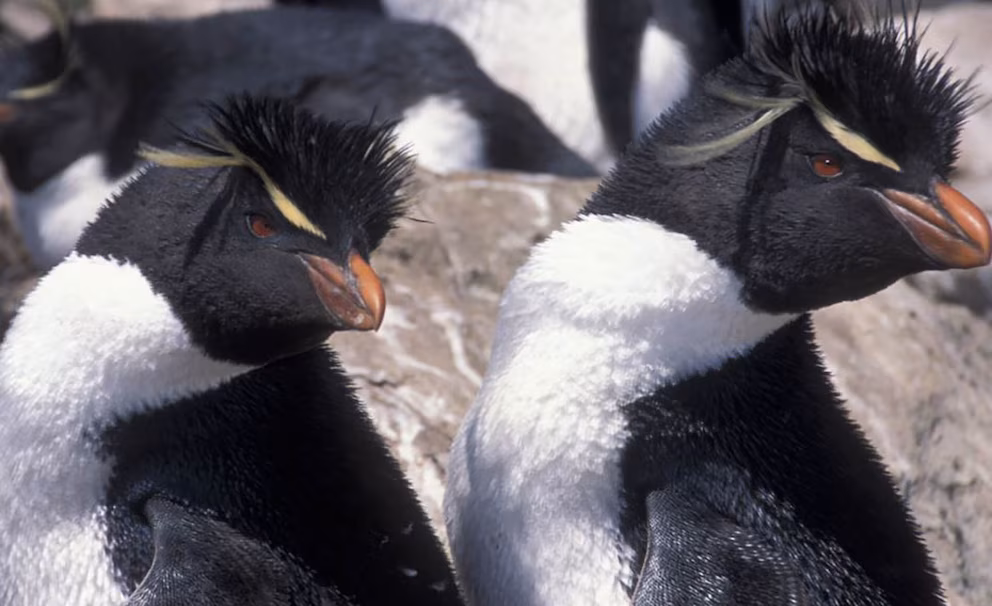 Pingüinos