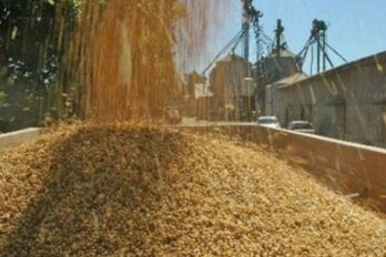Producción de arroz