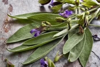 Salvia