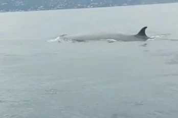 Ballena sardinera