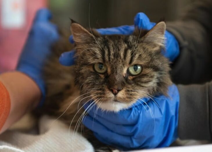 Gato sobrevive a caída