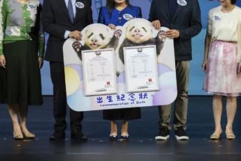 Pandas gigantes