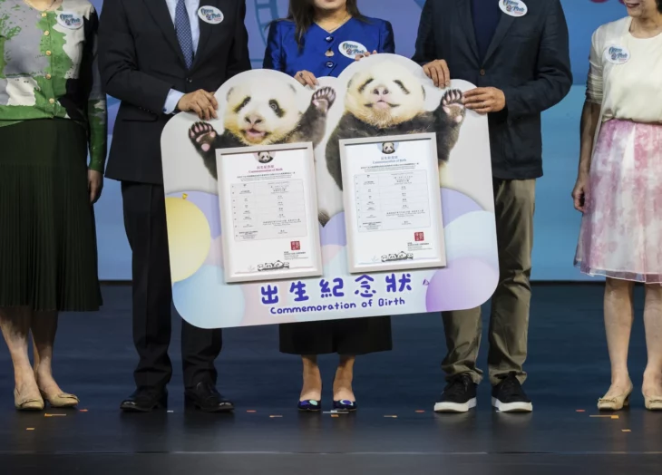 Pandas gigantes