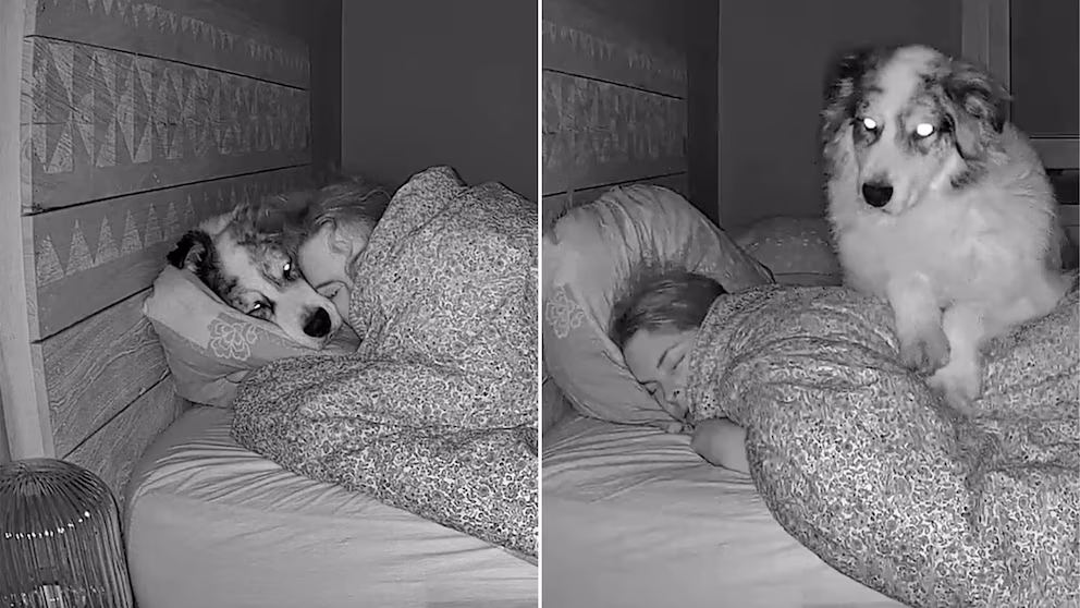 Reacción de perro