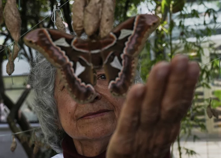 mariposas