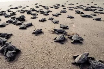 tortuga cardón