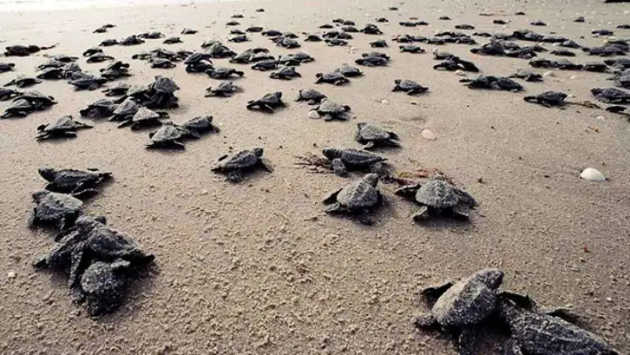 tortuga cardón
