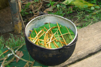 ayahuasca
