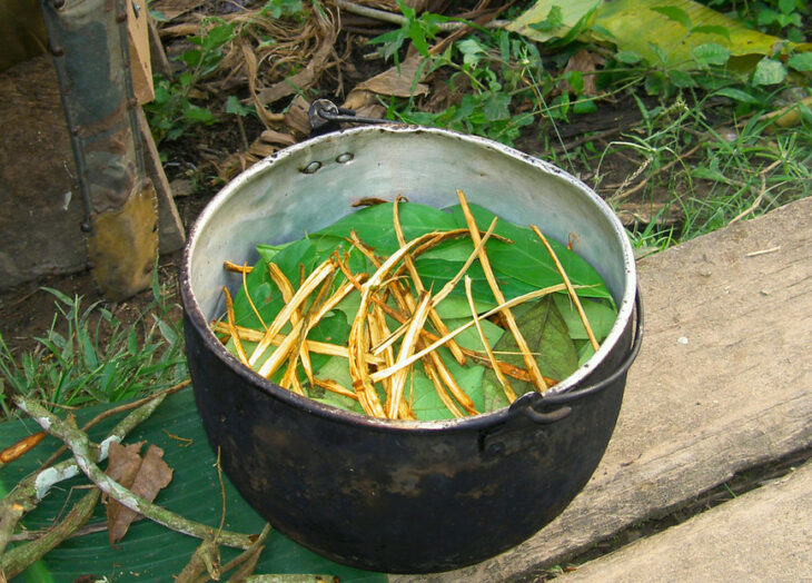 ayahuasca