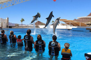 delfines