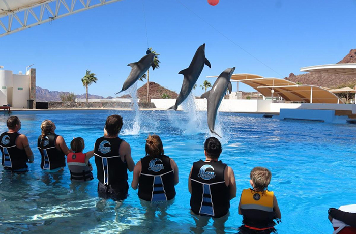 delfines