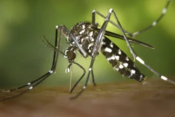 Mosquitos