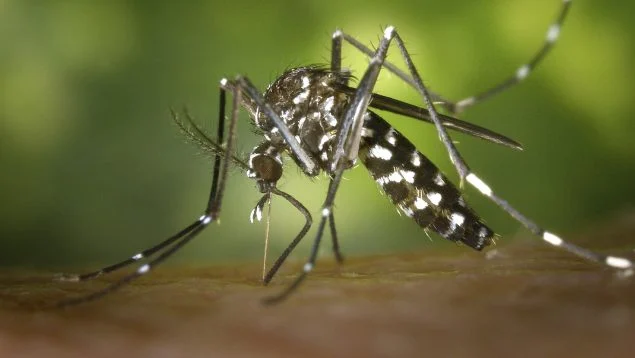 Mosquitos
