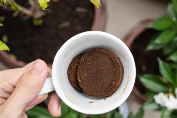 Posos de café plantas