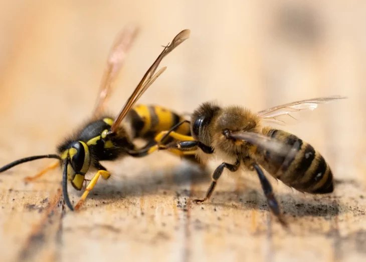 abejas