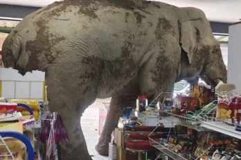 elefante