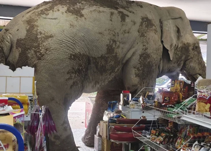 elefante
