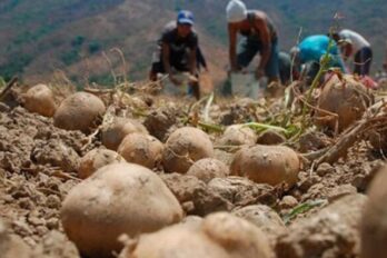 productores