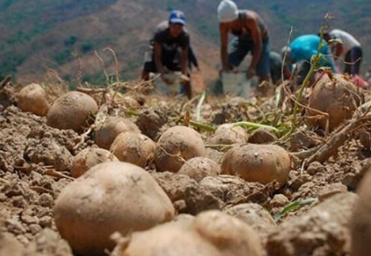 productores